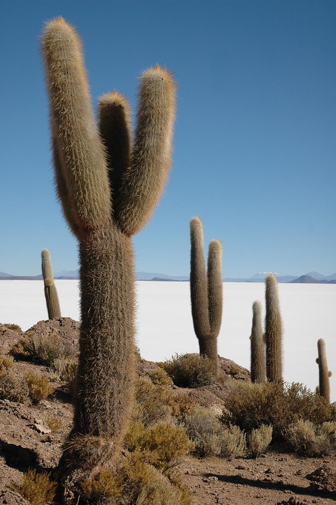 279   Fish Island, Uyuni, Boliwia